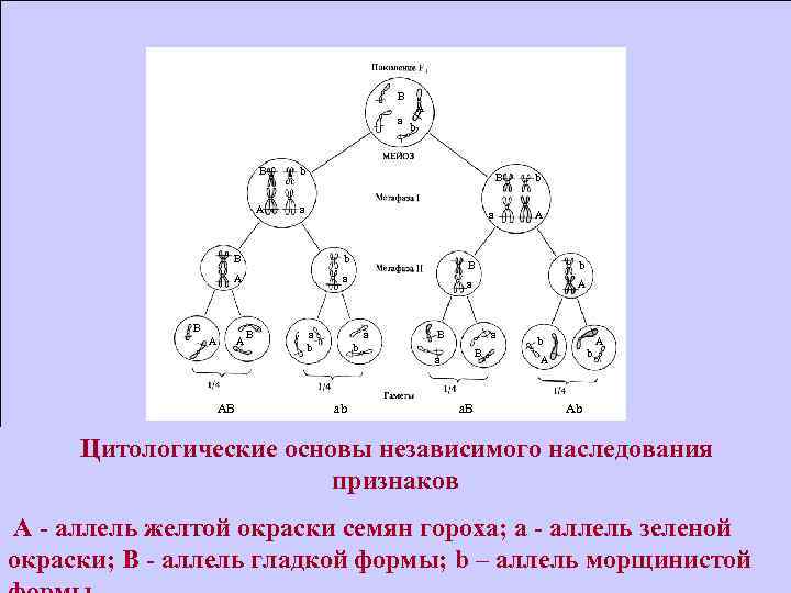 Независимое наследование признаков. Цитологические основы наследственности патологии человека. Цитологические основы универсальности законов Менделя.