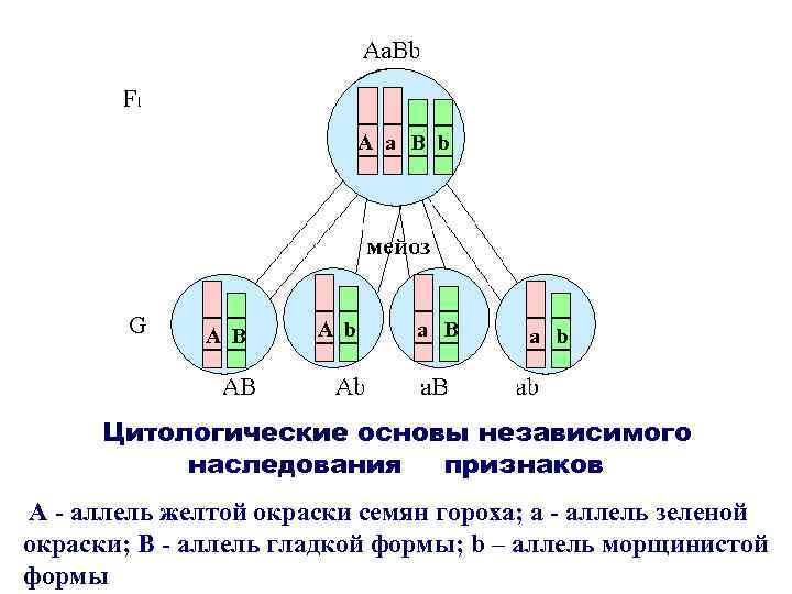 Независимое наследование признаков. Цитологические основы независимого наследования признаков. Цитологические основы закона независимого наследования. Цитологические основы наследования. Цитологические основы наследственности задачи.