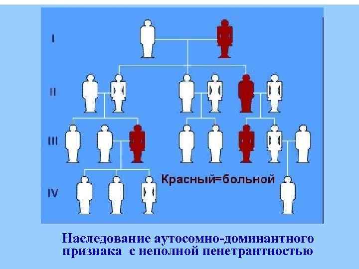 Наследование аутосомно-доминантного признака с неполной пенетрантностью 