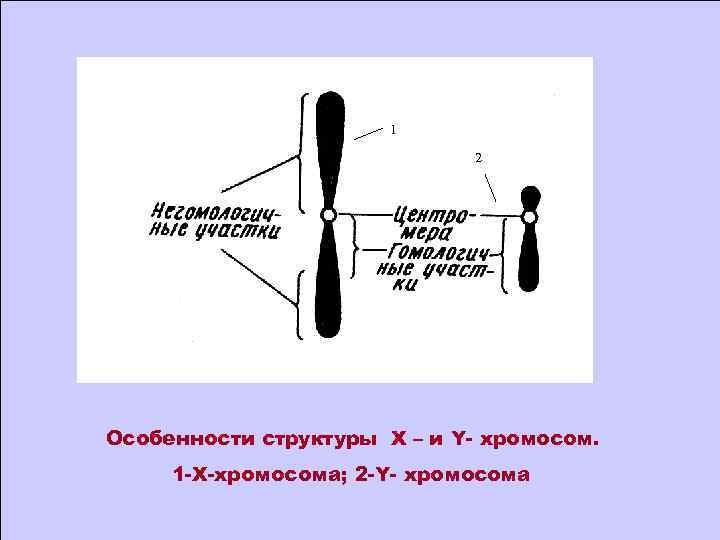 1 2 Особенности структуры Х – и Y- хромосом. 1 -Х-хромосома; 2 -Y- хромосома