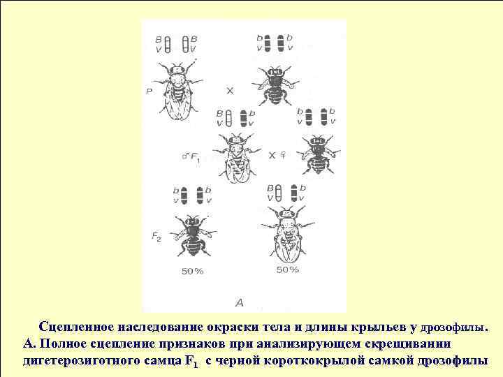 Сцепленные признаки у дрозофилы