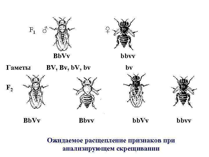 F 1 ♂ ♀ Bb. Vv Гаметы bbvv BV, Bv, b. V, bv bv