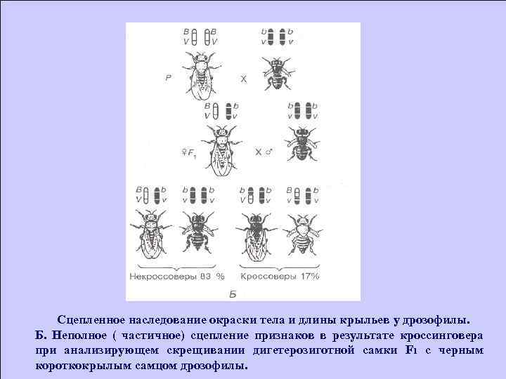 Окраска тела у дрозофилы. Полное сцепленное наследование схема на примере дрозофилы. Наследование окраса и крыльев у дрозофилл. Схема неполного сцепленного наследования. Сцепленное наследование дрозофил с кроссинговером.