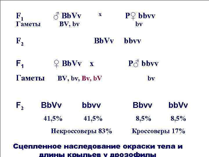 F 1 х ♂ Вb. Vv Гаметы BV, bv bv F 2 Bb. Vv