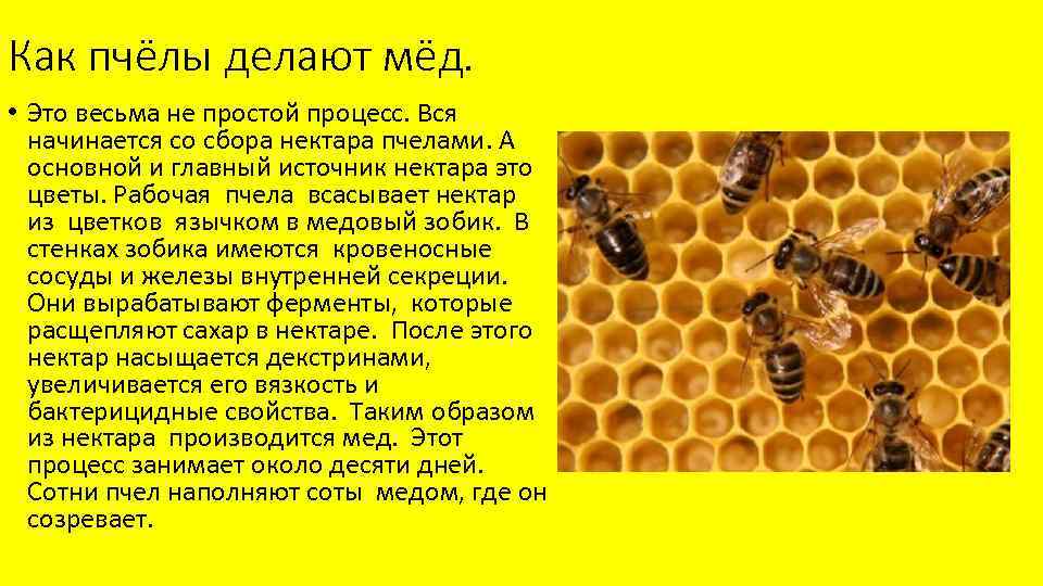 Как и чем они. Как пчелы делают мед. На чём пчёлы делают соты?. Из чего пчелы делают мед. Как пчела производит мед.