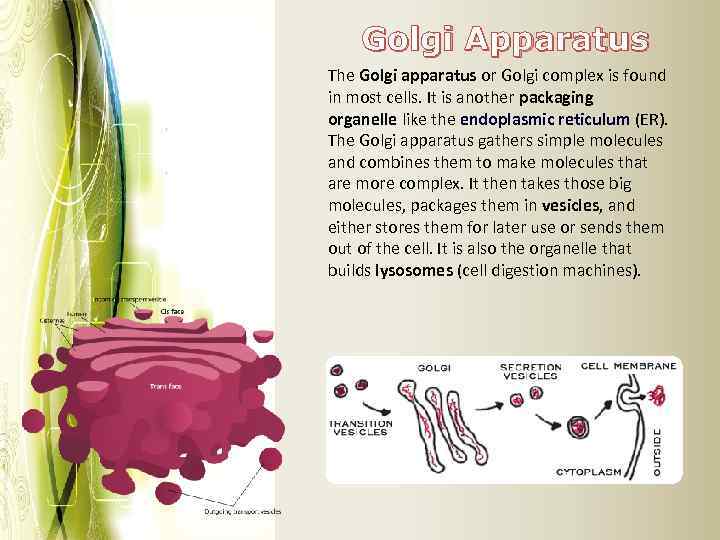 Golgi Apparatus The Golgi apparatus or Golgi complex is found in most cells. It