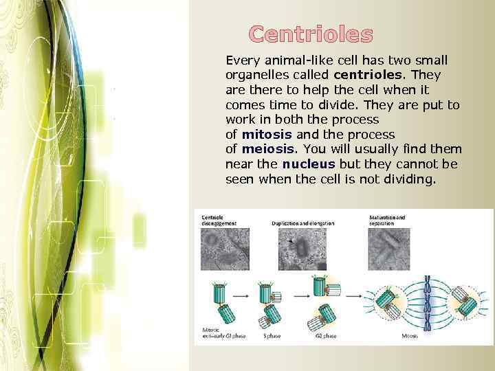 Centrioles Every animal-like cell has two small organelles called centrioles. They are there to