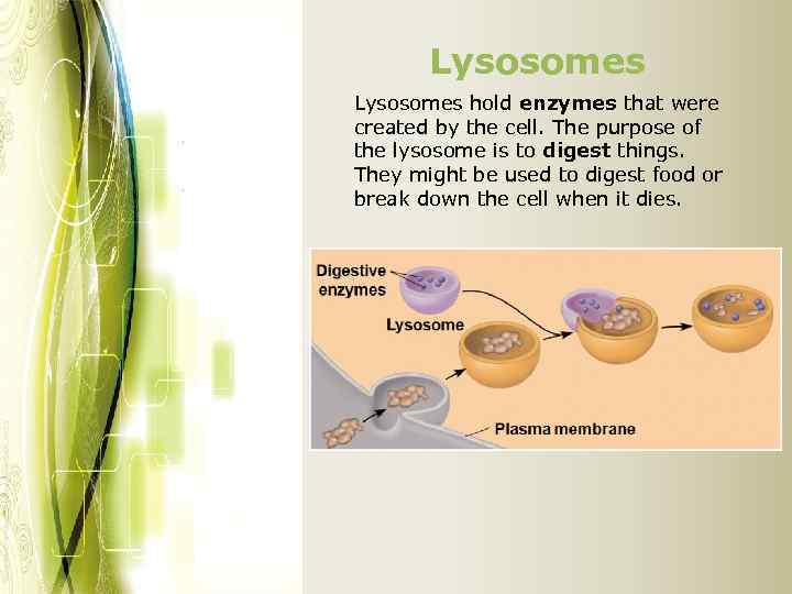 Lysosomes hold enzymes that were created by the cell. The purpose of the lysosome