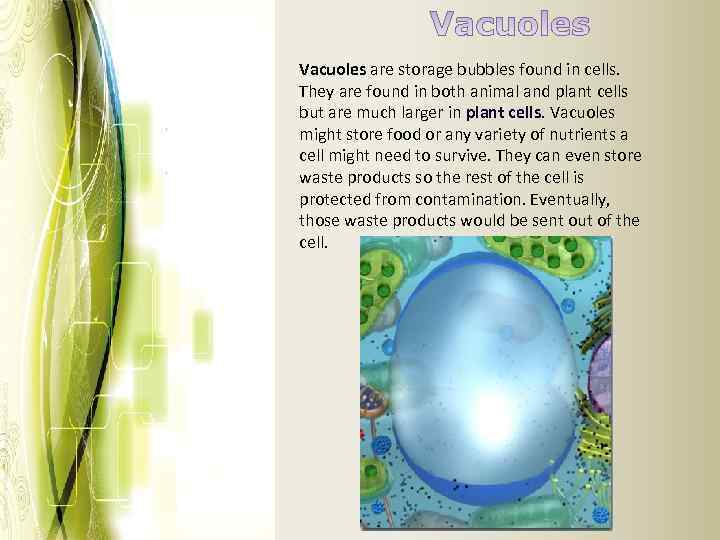 Vacuoles are storage bubbles found in cells. They are found in both animal and