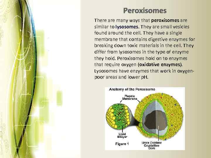Peroxisomes There are many ways that peroxisomes are similar to lysosomes. They are small