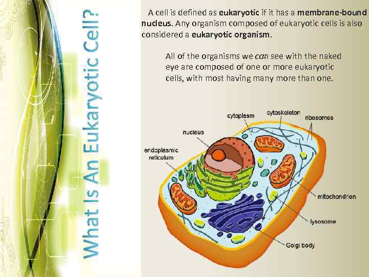 A cell is defined as eukaryotic if it has a membrane-bound nucleus. Any