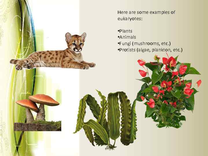 Here are some examples of eukaryotes: • Plants • Animals • Fungi (mushrooms, etc.