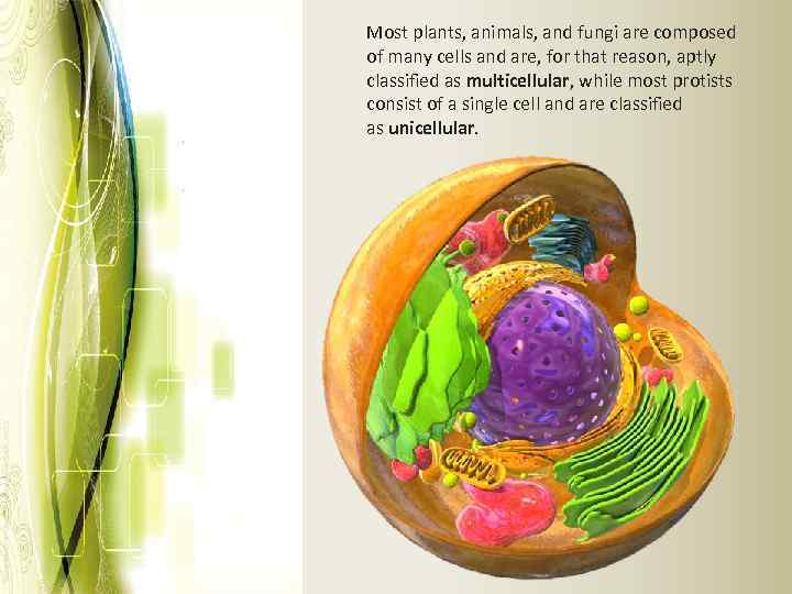 Most plants, animals, and fungi are composed of many cells and are, for that