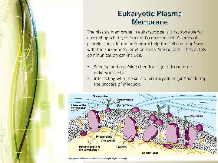 Eukaryotic Plasma Membrane The plasma membrane in eukaryotic cells is responsible for controlling what