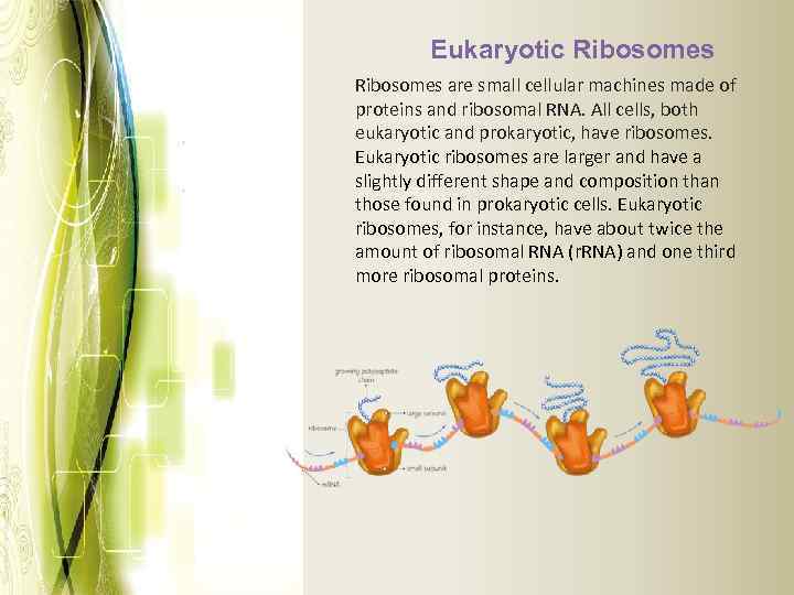 Eukaryotic Ribosomes are small cellular machines made of proteins and ribosomal RNA. All cells,