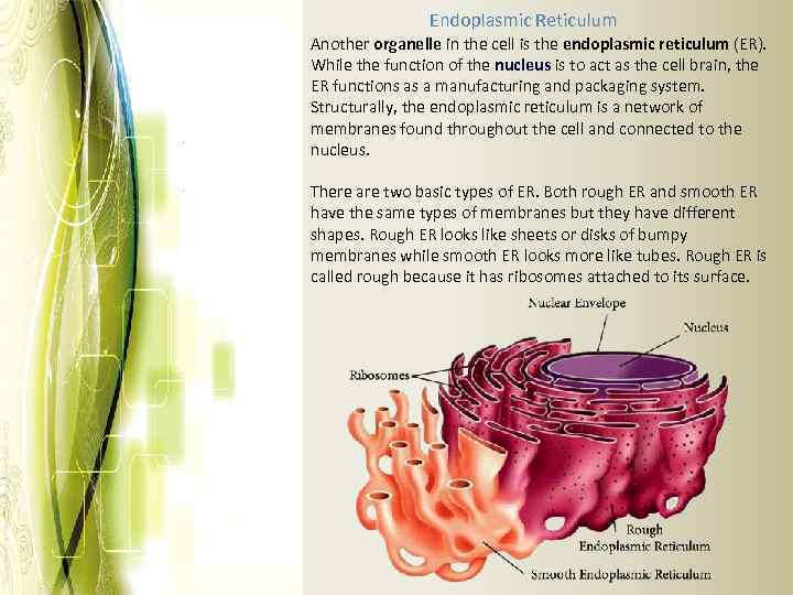 Endoplasmic Reticulum Another organelle in the cell is the endoplasmic reticulum (ER). While the