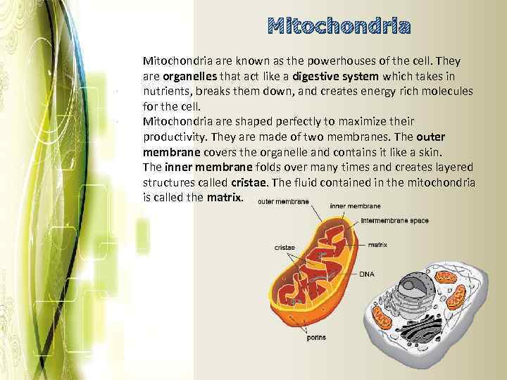 Mitochondria are known as the powerhouses of the cell. They are organelles that act