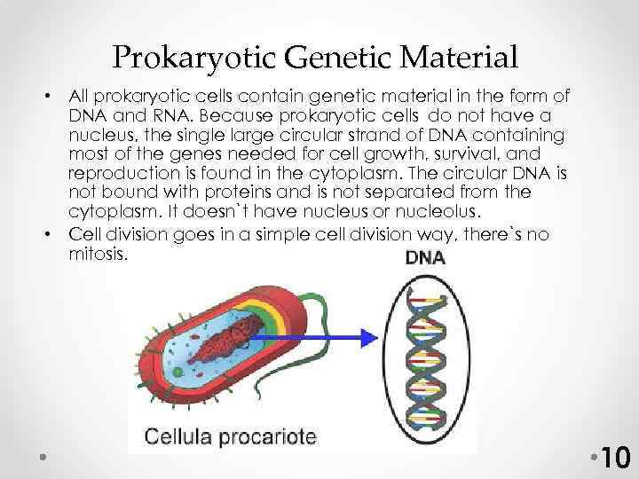 Prokaryotic Genetic Material • All prokaryotic cells contain genetic material in the form of