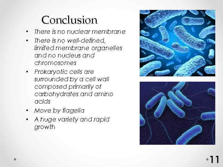 Conclusion • There is no nuclear membrane • There is no well-defined, limited membrane