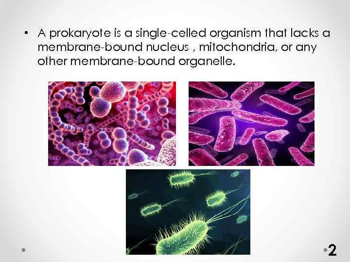  • A prokaryote is a single-celled organism that lacks a membrane-bound nucleus ,