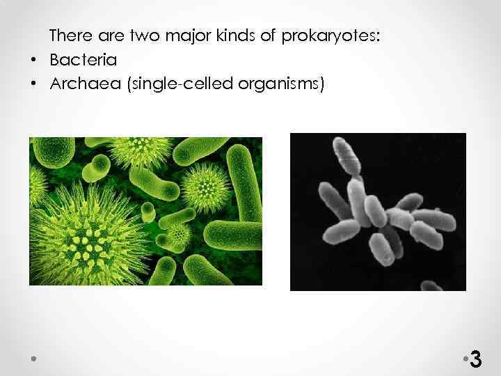 There are two major kinds of prokaryotes: • Bacteria • Archaea (single-celled organisms) 3