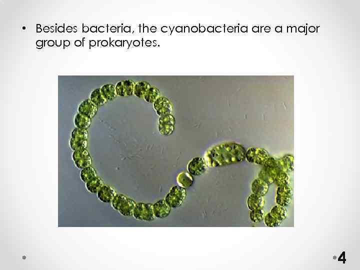  • Besides bacteria, the cyanobacteria are a major group of prokaryotes. 4 