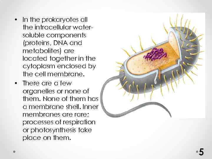  • In the prokaryotes all the intracellular watersoluble components (proteins, DNA and metabolites)