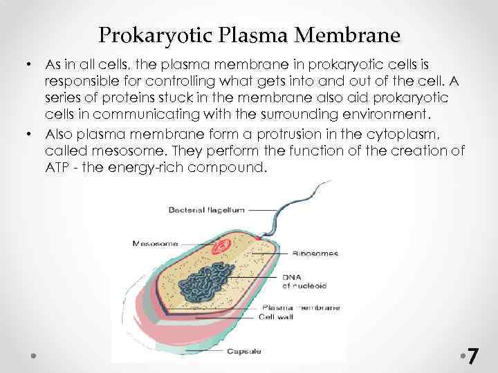 Prokaryotic Plasma Membrane • As in all cells, the plasma membrane in prokaryotic cells