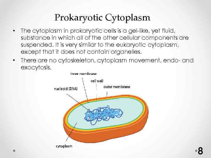 Prokaryotic Cytoplasm • The cytoplasm in prokaryotic cells is a gel-like, yet fluid, substance