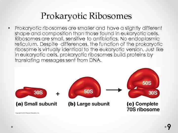 Prokaryotic Ribosomes • Prokaryotic ribosomes are smaller and have a slightly different shape and