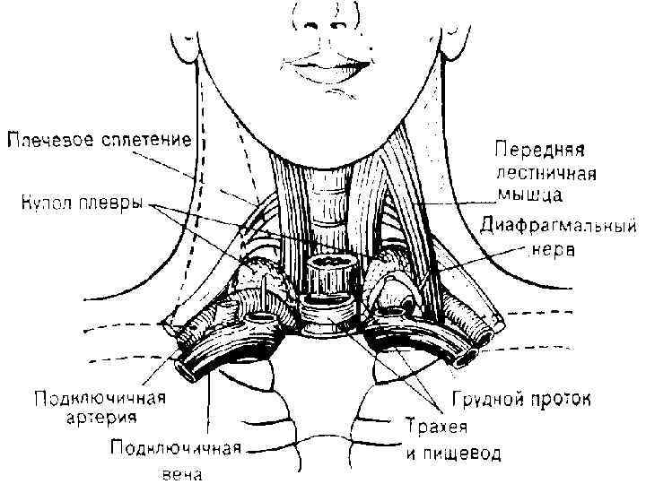 Подключичная вена. Пункция внутренней яремной вены топографическая анатомия. Проекционная линия подключичной вены. Катетеризация яремной вены топографическая анатомия. Катетеризация внутренняя яремная Вена анатомия.