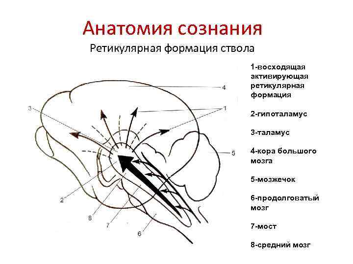 Анатомия сознания Ретикулярная формация ствола 1 -восходящая активирующая ретикулярная формация 2 -гипоталамус 3 -таламус