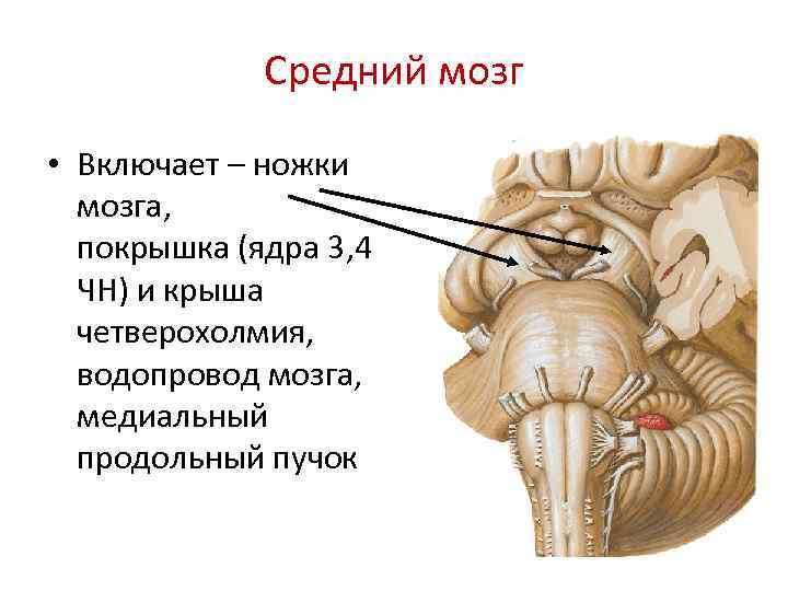 Средний мозг • Включает – ножки мозга, покрышка (ядра 3, 4 ЧН) и крыша