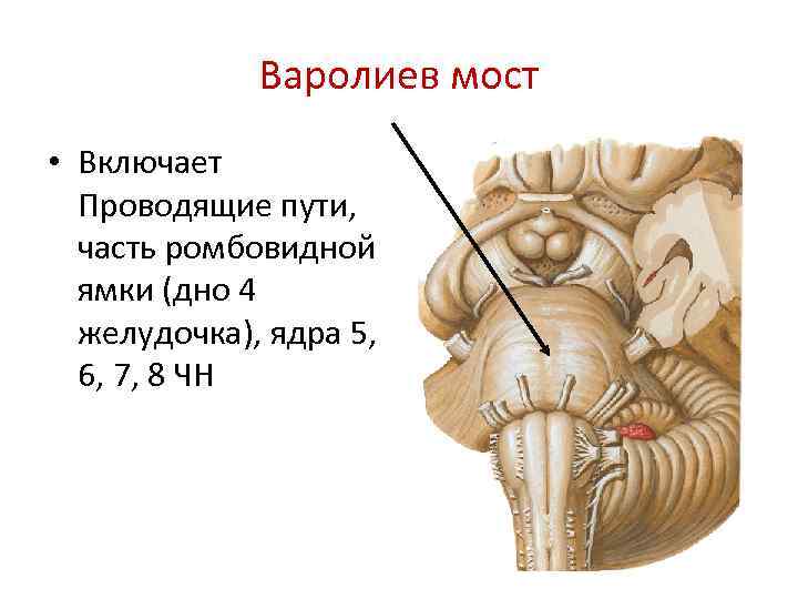 Варолиев мост • Включает Проводящие пути, часть ромбовидной ямки (дно 4 желудочка), ядра 5,