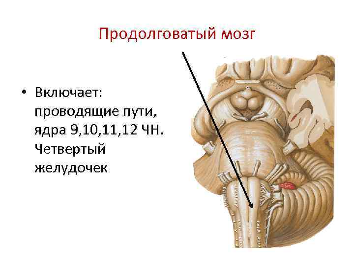 Продолговатый мозг на рисунке