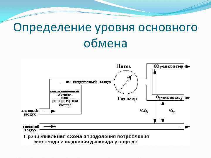 Определение уровня основного обмена 
