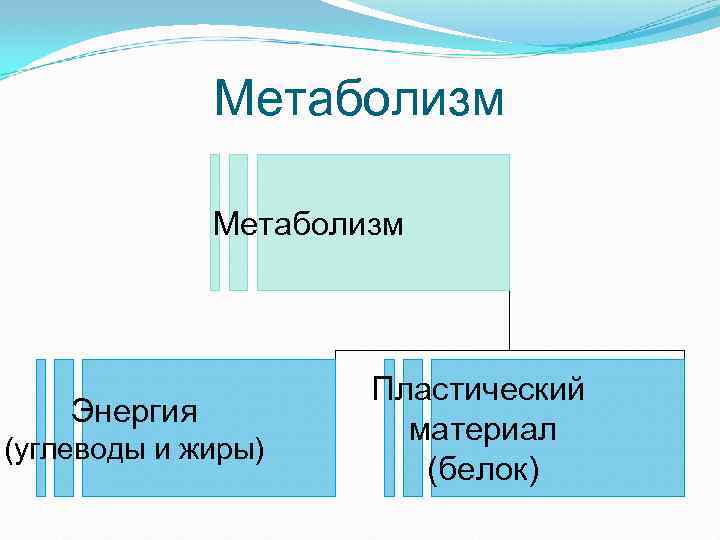 Метаболизм Энергия (углеводы и жиры) Пластический материал (белок) 