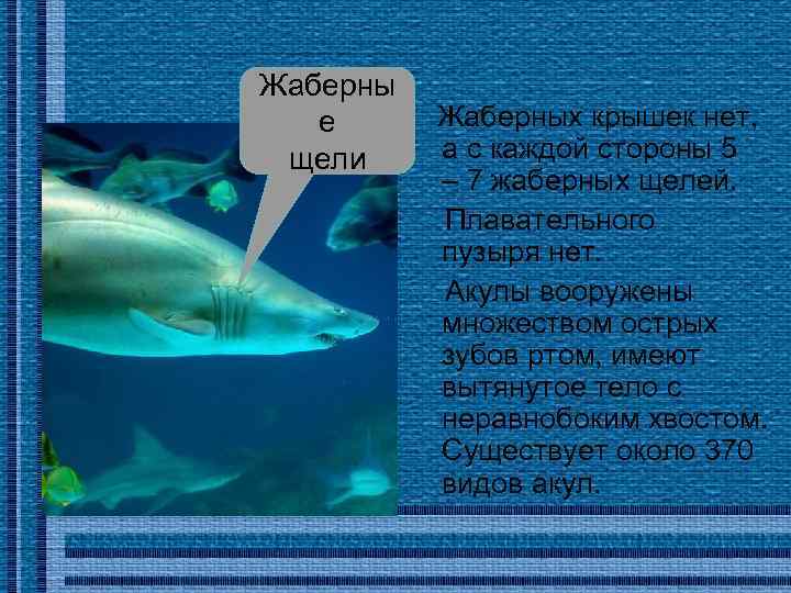 Жаберны Жаберных крышек нет, е а с каждой стороны 5 щели – 7 жаберных