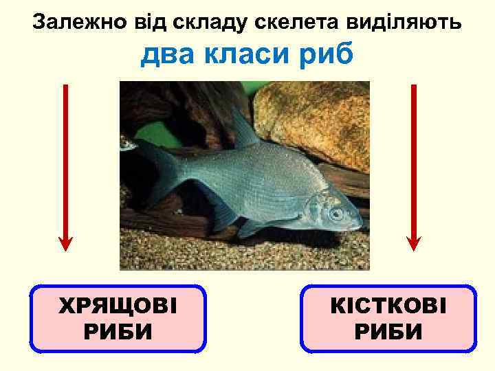 Залежно від складу скелета виділяють два класи риб ХРЯЩОВІ РИБИ КІСТКОВІ РИБИ 