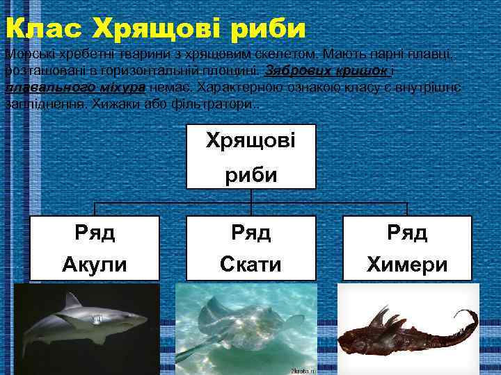 Клас Хрящові риби Морські хребетні тварини з хрящовим скелетом. Мають парні плавці, розташовані в