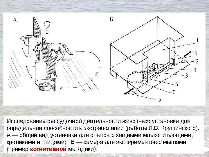 Исследование рассудочной деятельности животных: установка для определения способности к экстраполяции (работы Л. В. Крушинского).