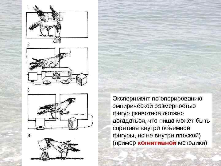 Эксперимент по оперированию эмпирической размерностью фигур (животное должно догадаться, что пища может быть спрятана