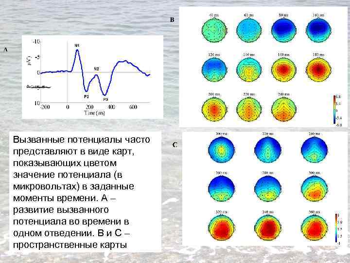 Вызванные потенциалы часто представляют в виде карт, показывающих цветом значение потенциала (в микровольтах) в