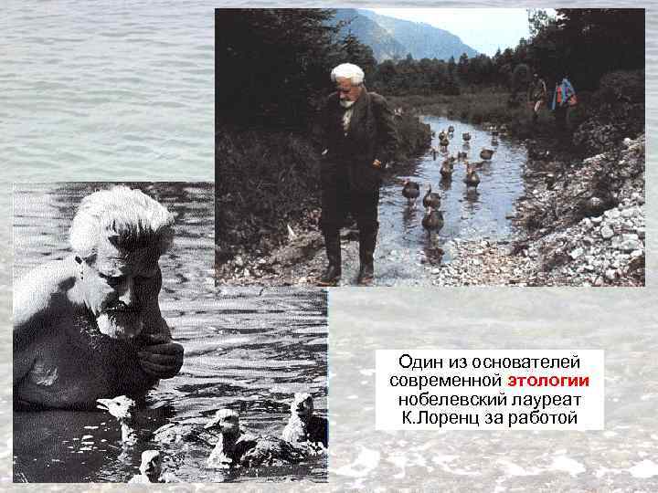 Один из основателей современной этологии нобелевский лауреат К. Лоренц за работой 