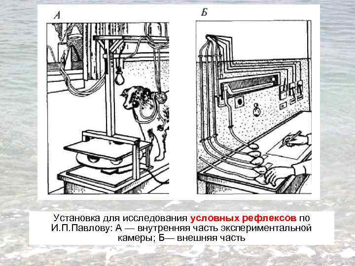 Установка для исследования условных рефлексов по И. П. Павлову: А — внутренняя часть экспериментальной