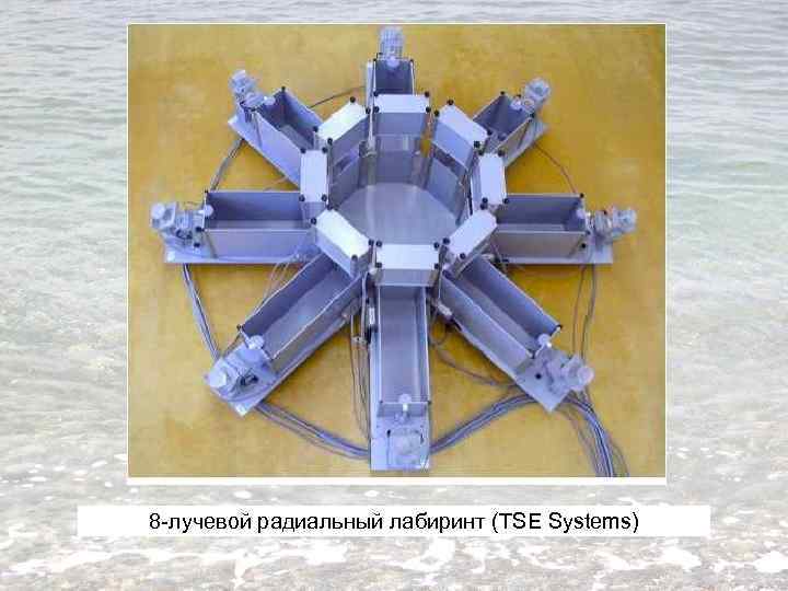 8 -лучевой радиальный лабиринт (TSE Systems) 