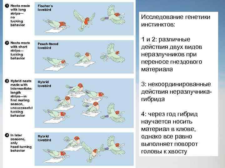 Исследование генетики инстинктов: 1 и 2: различные действия двух видов неразлучников при переносе гнездового