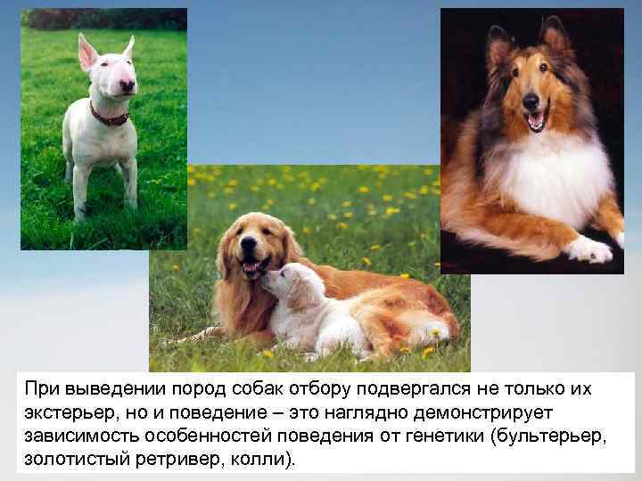 При выведении пород собак отбору подвергался не только их экстерьер, но и поведение –