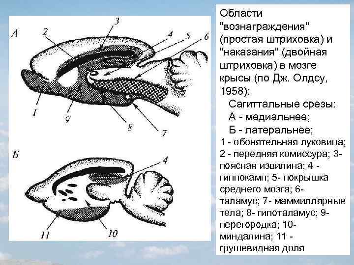 Области "вознаграждения" (простая штриховка) и "наказания" (двойная штриховка) в мозге крысы (по Дж. Олдсу,