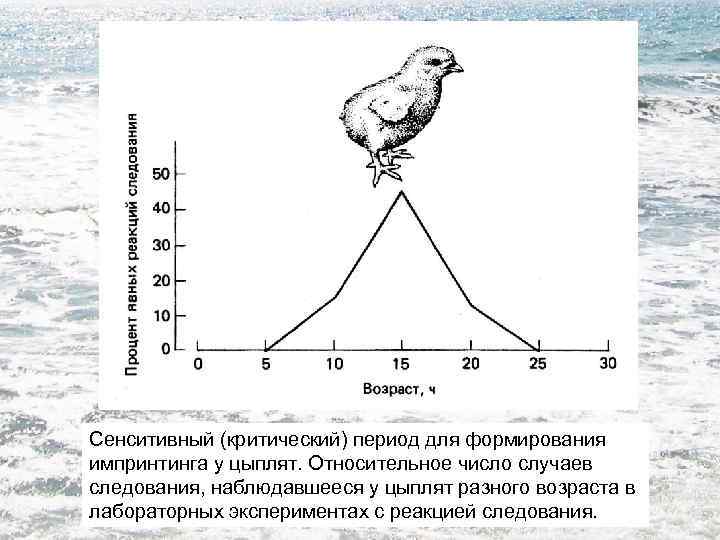 Импринтинг что это простыми